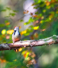 Middle Spotted Woodpecker, Dendrocopos medius