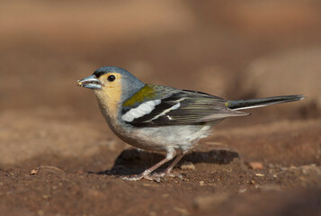 Madeira Chaffinch, Fringilla coelebs maderensis