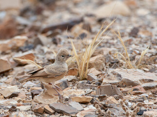 Bar-tailed Lark, Ammomanes cincrura