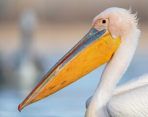 Great White Pelican, Pelecanus onocrotalus