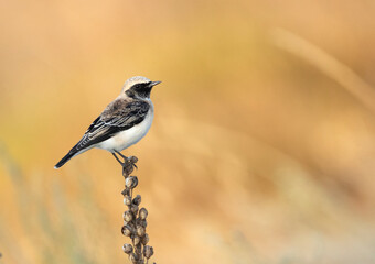Pied Wheatear, Oenanthe pleschanka