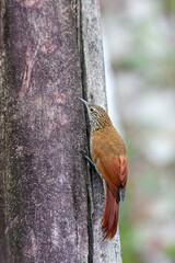 Montane Woodcreeper, Lepidocolaptes lacrymiger