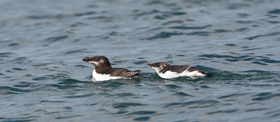 Razorbill, Alca torda