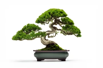 Rolgordijnen Miniature bonsai tree in a pot isolated on white © xphar