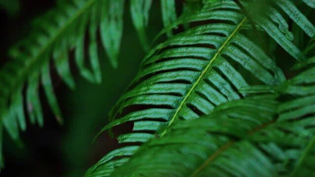 close up of the fern leaf in the forest