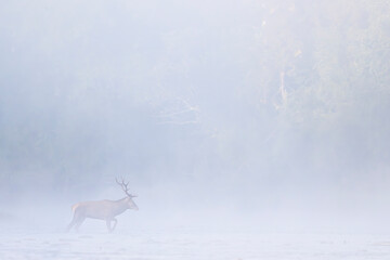 Red Deer (Cervus elaphus) stag in the river. Carpathian Mountains, Poland.