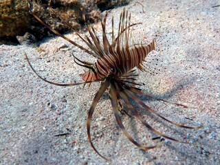 Lionfish on the bottom of red sea