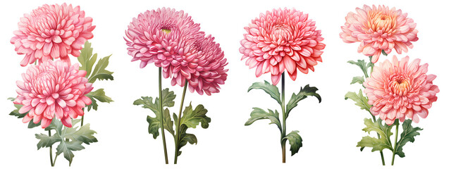 set of beautiful chrysanthemum flowers, isolated over a transparent background, cut-out floral, perfume / essential oil, romantic wildflower or garden design elements PNG collection - obrazy, fototapety, plakaty