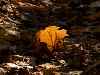 autumn leaves on the ground