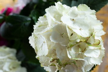 A view of a cluster of white hydrangea flowers.
