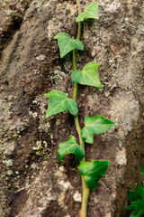 decorative ivy climbs on rock in nature garden. When the stone is heated by the sun, it stores the heat that the ivy uses to survive and grow on frosty nights