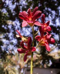 Portrait close up purple dark brown dendrobium orchid tropical plants
