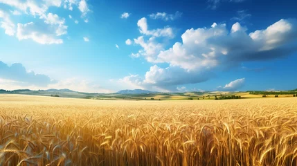 Poster Im Rahmen Beautiful landscape with field of wheat and blue summer sky © Muhammad