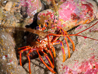 ヒリゾ浜の水中洞窟にいる美しいイセエビ（イセエビ科）。

静岡県伊豆半島賀茂郡南伊豆町中木から渡し船で渡るヒリゾ浜にて。
2023年10月29日水中撮影。

The Beautiful Japanese Spiny Lobster in underwater cave.

HIRIZO Beach, Nakagi, South IZU, Kamo-gun, Izu Peninsula, Shizu