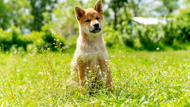 a shiba inu puppy on the green grass