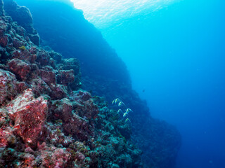 ヒリゾ浜のドロップオフの美しいツノダシ（ツノダシ科）他の群れ。

静岡県伊豆半島賀茂郡南伊豆町中木から渡し船で渡るヒリゾ浜にて。
2023年10月9日水中撮影。

A school of the Beautiful Moorish Idol and others in drop off. 

HIRIZO Beach, Nakagi, South IZU, Kamo-gun, Izu Penins