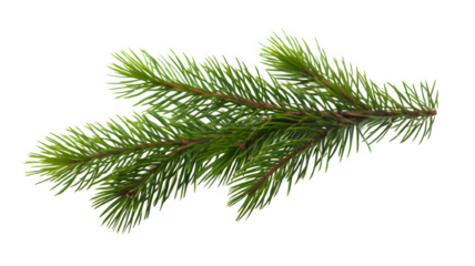 Realistic Christmas tree llustration for Xmas cards, New year party posters isolated Transparent png background. Generative ai