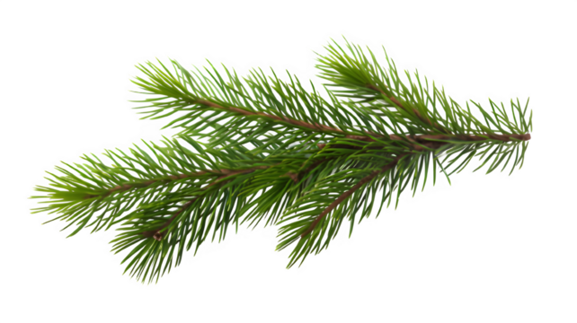 Realistic Christmas tree llustration for Xmas cards, New year party posters isolated Transparent png background. Generative ai