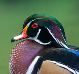 Wood Duck, Aix sponsa