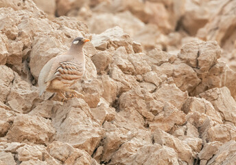 Sand Partridge, Ammoperdix heyi