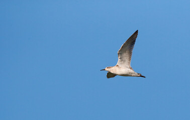 Ruff, Philomachus pugnax