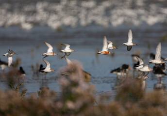 Curlew Sandpiper (Calidris ferruginea) and Dunlin (Calidris alpina)