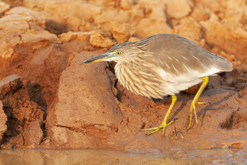 Indian Pond Heron, Ardeola grayii