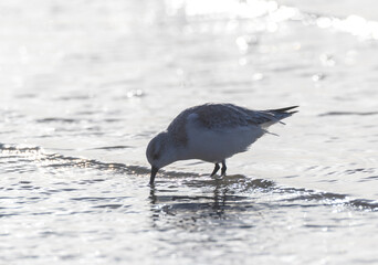 Sanderling, Calidris alba