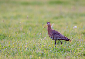 Black-tailed Godwit, Limosa limosa