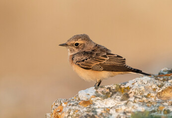 Pied Wheatear, Oenanthe pleschanka