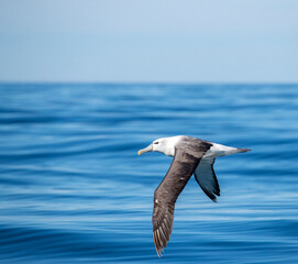 Fototapeta na wymiar White-capped Albatross, Thalassarche steadi