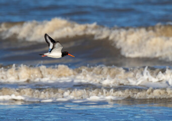 Eurasian Oystercatcher, Haematopus ostralegus