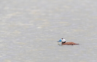 White-headed Duck, Oxyura leucocephala