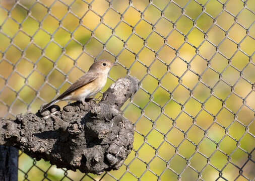 Red-breasted Flycatcher, Ficedula parva