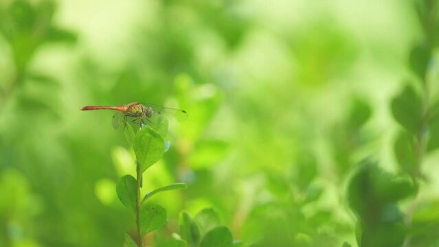 葉っぱの先にとまるトンボ
