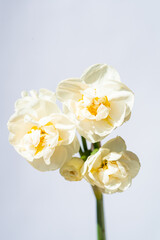 Naklejka na ściany i meble Narcissus flower isolated on white background