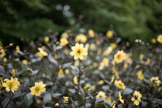 flowers in the garden
