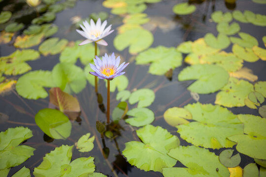 lilies in the pond