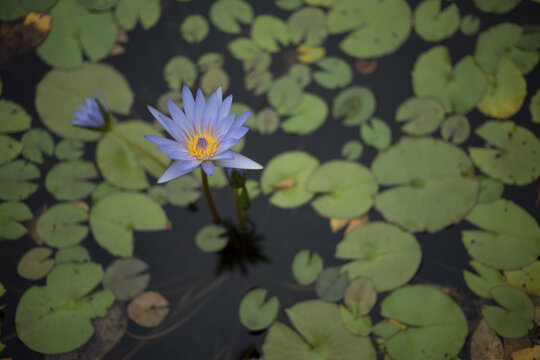 water lily in the pond