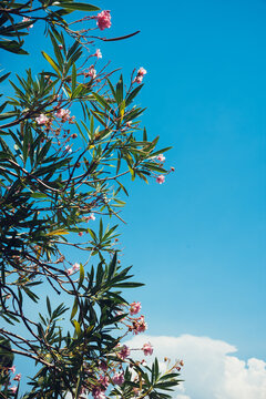 tree with blue sky