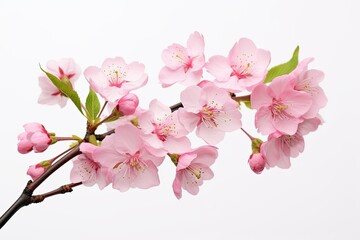 pink cherry blossoms isolated on white background