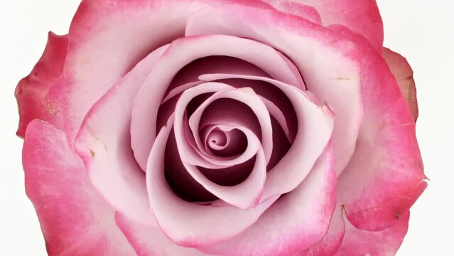 Beautiful pink rose rotating on white background. Macro shot, closeup. Blooming pink rose flower open. Macro. Production Close-Up. Natural cosmetics production for hair and skin care. High quality 4k