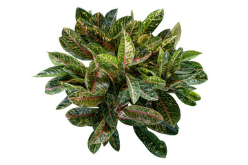 Top view of Aglaonema sp. ‘Kwakmahamongkon’ or Chinese Evergreen growing in isolated on white background included clipping path.
