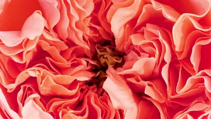 Beautiful pink rose rotating on white background. Macro shot, closeup. Blooming pink rose flower open. Macro. Production Close-Up. Natural cosmetics production for hair and skin care. High quality 4k