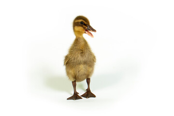 Cute yellow duckling on white background