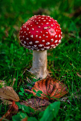 Fliegenpilz