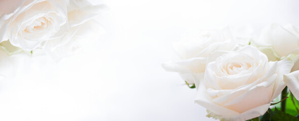 white roses on a white background in the corner, greeting card, wedding. High quality photo