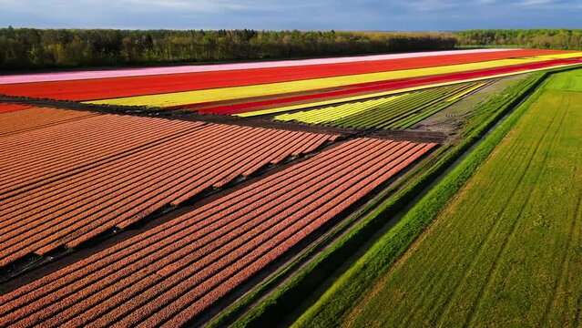 A tulip field in the Netherlands