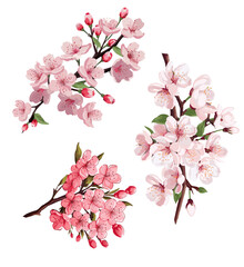 Bundle set vector of cherry blossom branches on a white or transparent background. watercolor cherry blossom flower design.