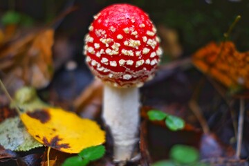 Fly agaric mushroom in the autumn forest